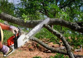  Camp Hill, PA Tree Care Pros