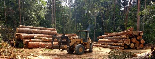 Camp Hill, PA Tree Care Company