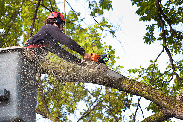 Best Lot and Land Clearing  in Camp Hill, PA