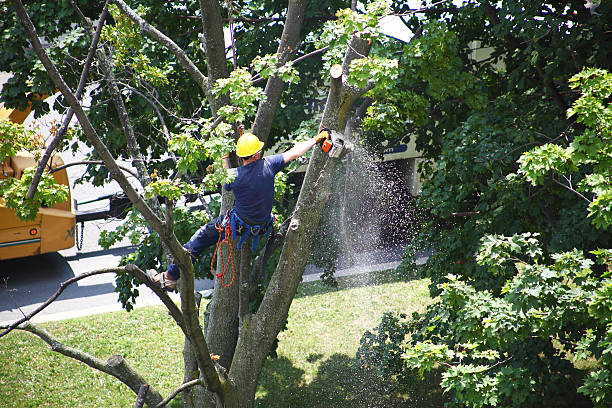 Best Lawn Maintenance Plans  in Camp Hill, PA