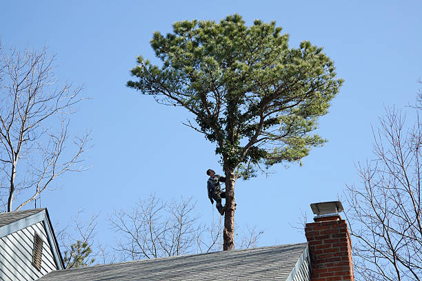 Best Emergency Tree Removal  in Camp Hill, PA